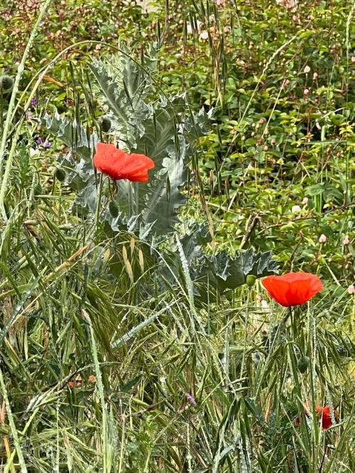 Lasciare andare le braccia, le spalle ed aprire la gabbia toracica